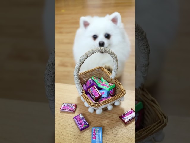 Can you blow bubbles 🫧? #funny #nico #cutedoggies #dog #cute