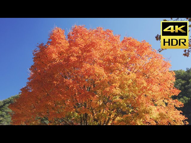 Lost Maples State Park 4K HLG HDR | Sony RX100VII