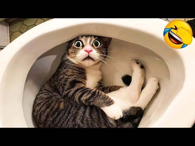 1 Hour Of Funniest Animals 😅 New Funny Cats and Dogs Videos 😸🐶 Part 14