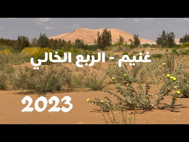 The sands of Ghoneim in the Empty Quarter come back to life after 20 years of drought  | 2023