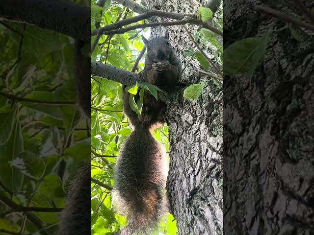 Feeding Acorns to Beautiful Eastern Grey Squirrel🐿️