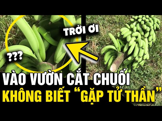 'CẮT BUỒNG CHUỐI' từ vườn, chàng trai hú hồn khi đụng độ phải 'TỬ THẦN' | Tin Nhanh 3 Phút