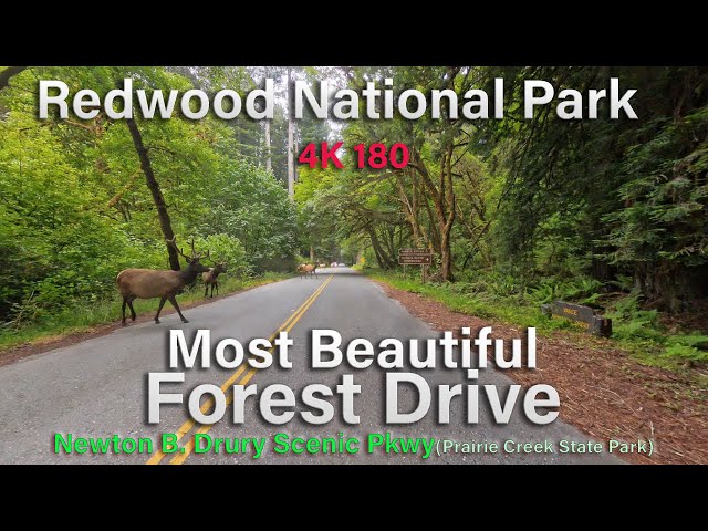 Redwood National Park Ebike Tour Scenic Drive 180 4K re Upload