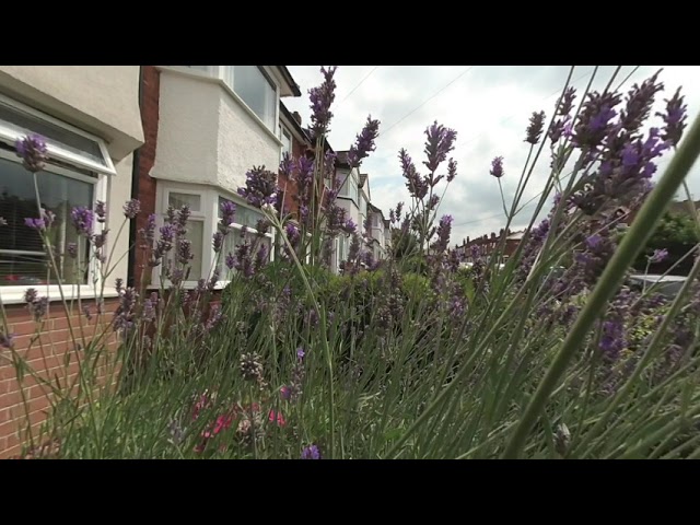 Bees in lavender VR180