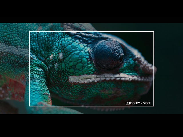 Dolby Vision Demo #2 - Chameleon - 4K HDR