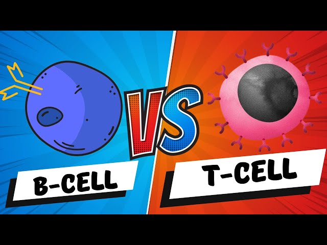 B Cells vs T Cells | B Lymphocytes vs T Lymphocytes - Adaptive Immunity - Mechanism