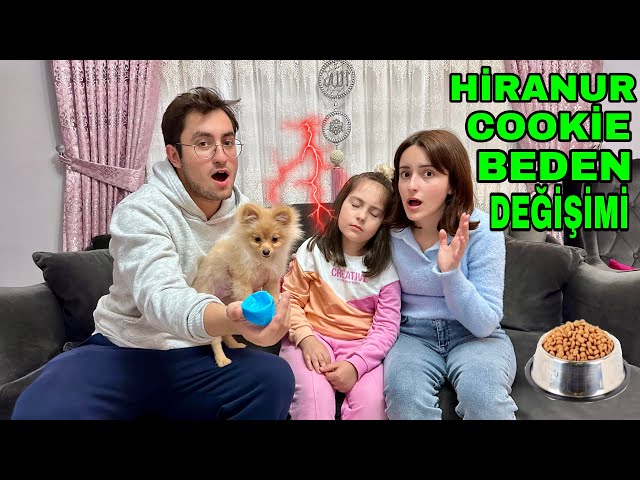 ZEYNEP HİRANUR VE KÖPEĞİMİZ COOKİE YER DEĞİŞTİRDİ/BEDEN DEĞİŞİMİ(pomeranian)