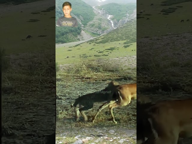 Brown Wild Goats And Tigers Cubs