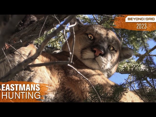 Bowhunting Cougars with Dogs | Eastmans' Beyond the Grid