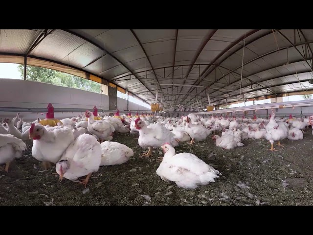 肉雞42天的生命：你的360度體驗｜42 Days in the Life of Chickens in 360 Degrees by iAnimal [CC Available]