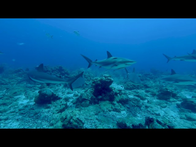 Jump in with Caribbean reef sharks in Roatan, Honduras in VR180