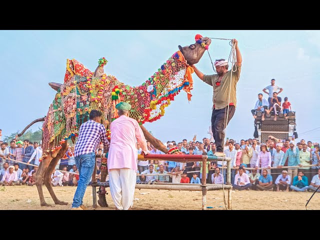 बादशाह ने किया बहुत तगड़ा Dance || New Rajasthani Camel Dance || #rajasthanidance #priyanshu