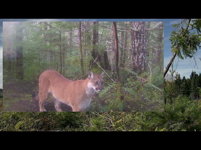 INCREDIBLE Captures ... the MOST Cougars that you have ever seen!  #MtLion #Cougar #Trailcam