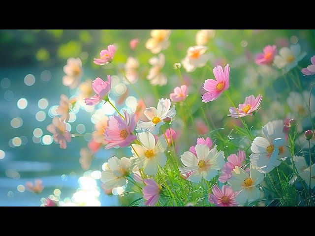 Healing music for the heart🌿Energy For Heart And Soul, Relax the Brain