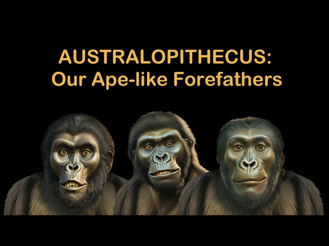 The Genus Australopithecus: Our Ape-like Forefathers | Australopithecus Evolution | Human Origins