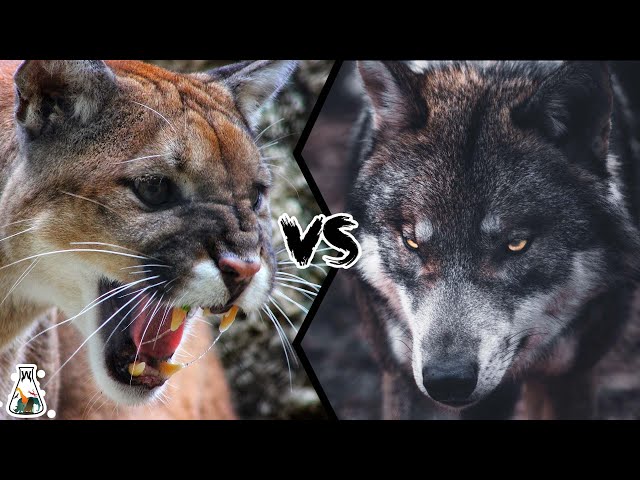 COUGAR VS WOLF - Who Wins When They Fight?