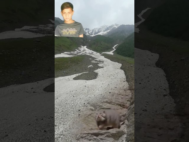 Snowy Cats In Wild Snow Mountain