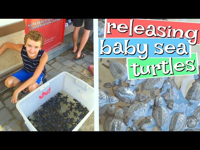 Releasing baby sea turtles in Bali