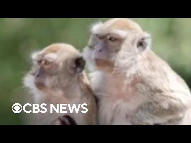 Dozens of monkeys escape South Carolina research facility, residents warned to lock doors, windows