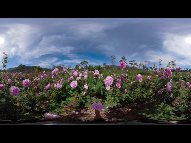 VR Getaway to Thailand The Flowers at Khao Yai Winery VR Getaway Part Two