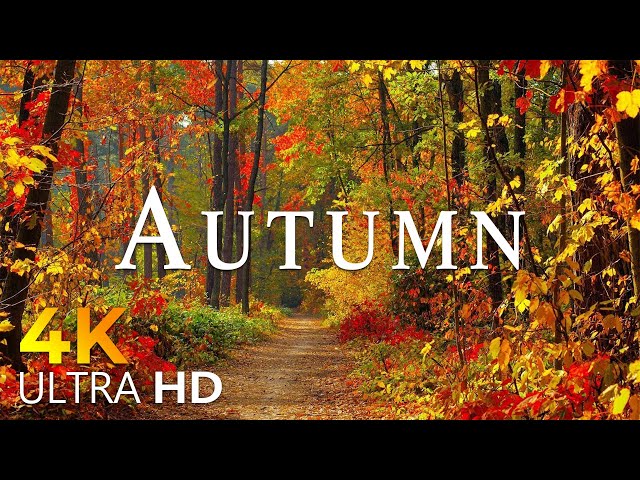 Enchanting Autumn Forests with Beautiful Piano Music🍁4K Autumn Ambience & Fall Foliage - 4K VideoUHD