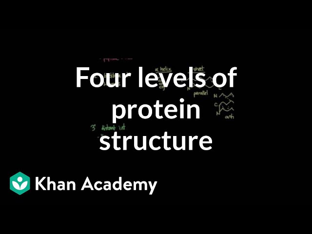 Four levels of protein structure | Chemical processes | MCAT | Khan Academy