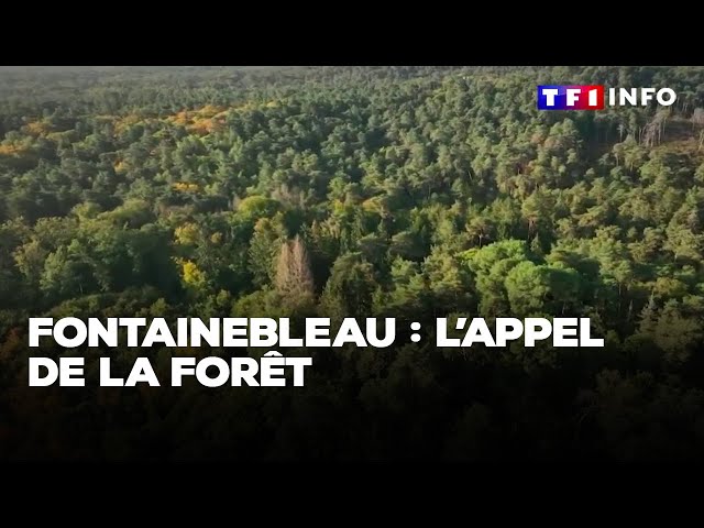 Fontainebleau : l'appel de la forêt