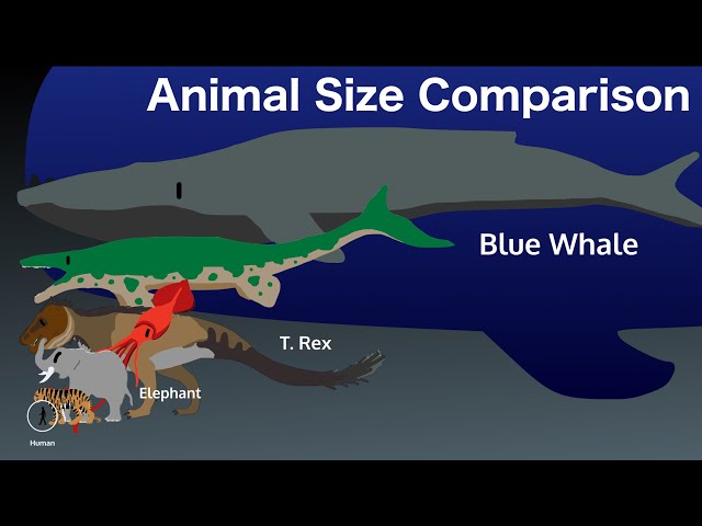 Animal Size Comparison