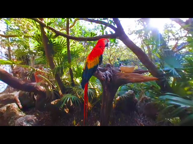 Guacamaya roja  | Xcaret VR  #65