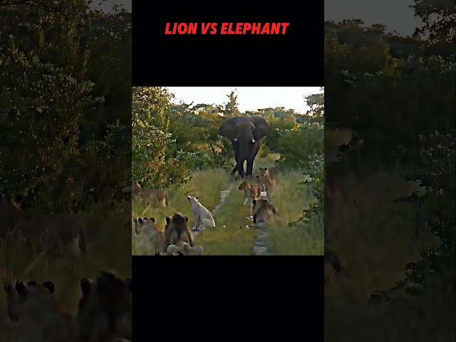 Lion vs elephant#animals #trending #wildlife #lion #elephant #shorts #viralvideo