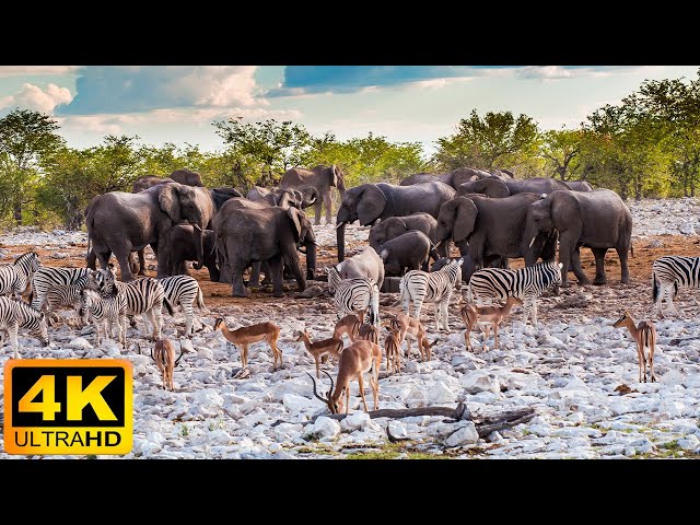 4K African Wildlife: Etosha National Park, Namibia, African Animals ... With Real Sounds in Video 4K