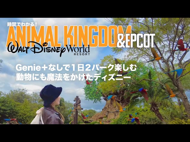 [WDW] 🌳🐘Animal Kingdom/Epcot/Enjoy two parks in one day/How to make animals get the Disney magic?