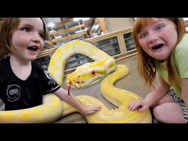 SNAKE ESCAPE in Exotic Zoo!!  Adley & Niko feed baby turtles! rare animal transfer for vet check up