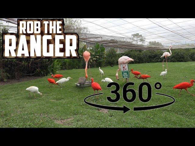 Beautiful Birds! Flamingos, Ibises, and Egrets (In 360° VR)