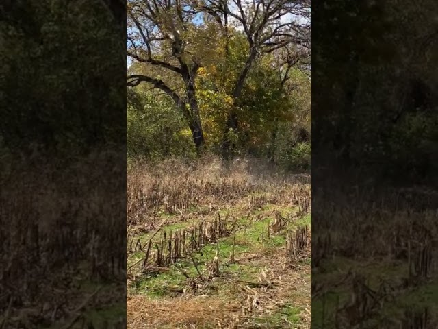 Blue heeler vs coyote