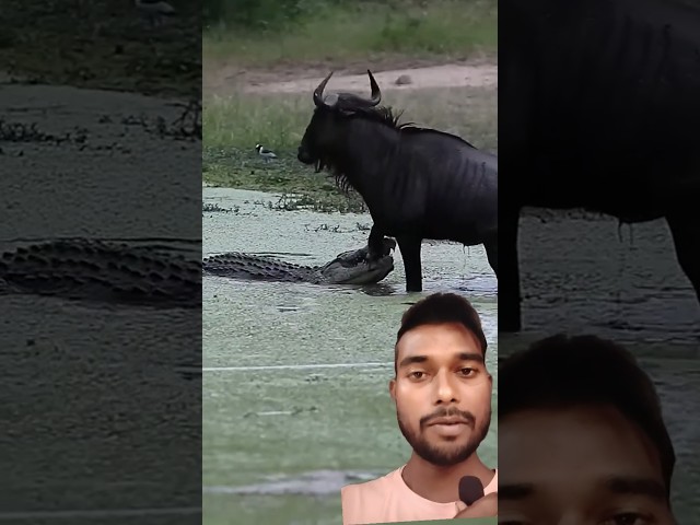 Crocodile attack wildebeest, #wildlife  #crocodile  #animals #shorts #reaction