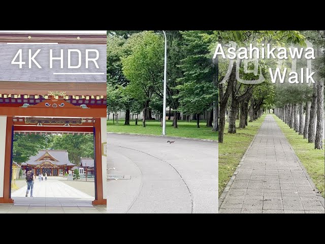 Encounter Squirrel in Walking Shrine, JSDF Base, Sport Park in Asahikawa, Hokkaido, Japan | 4K HDR