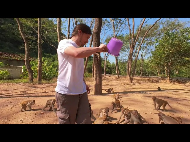 VR180 Monkeys Wat Tham Pha Mak Ho วัดถ้ำผาหมากฮ่อ Si Songkhram, Wang Saphung District, Loei