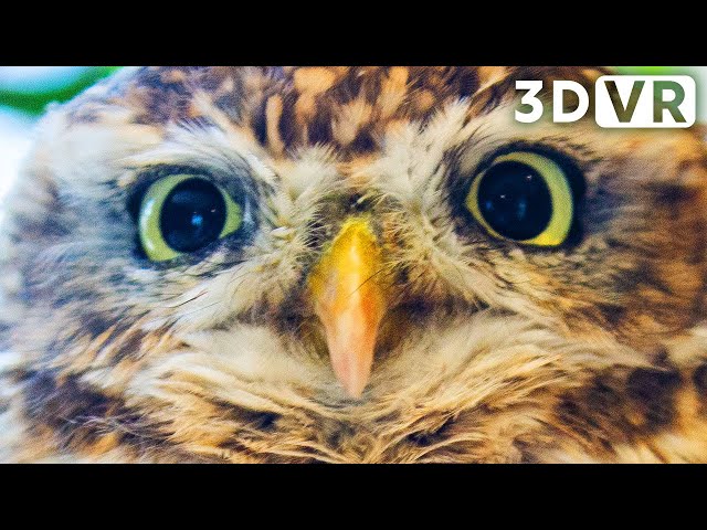 Animals too close | VR180 VIDEO