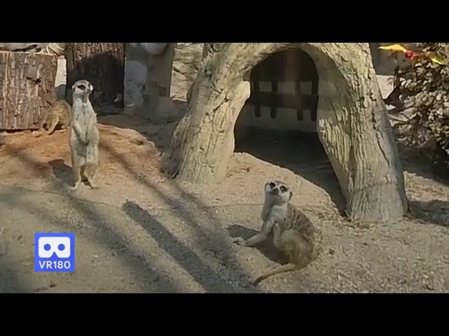 3D 180VR 4K MeerKat Family **  Cute and Funny Meerkat pets