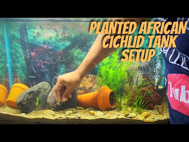 PLANTED AFRICAN CICHLID TANK - HOW TO