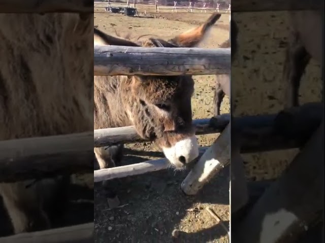 Theo Meets Some Animals in Utah