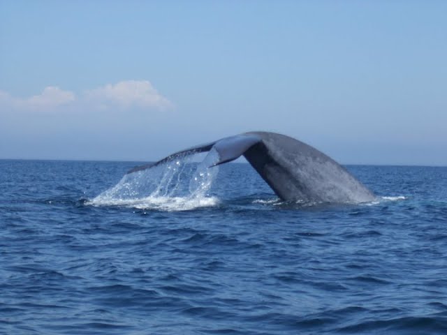 Blue Whale close encounter Newport Harbor California