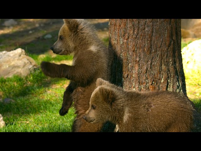 Close Call For These Brown Bear Cubs | 4K UHD | Seven Worlds One Planet | BBC Earth