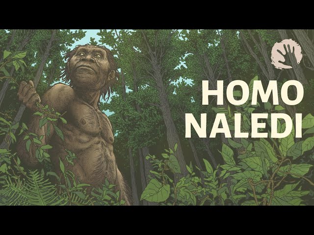 Homo Naledi - New Questions On Human Evolution