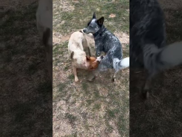 Australian cattle dogs, Ruff Housing, blue heeler,red heeler