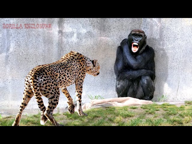 When Animals Messed With The Wrong Opponent - Best of 2024!