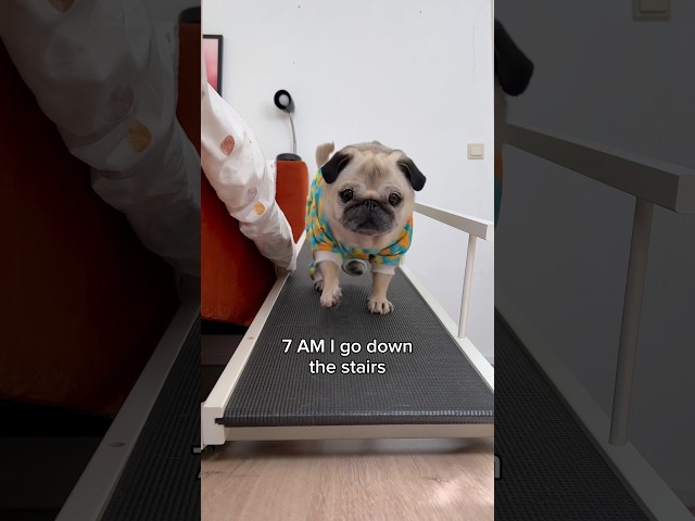 A VERY busy morning in Loulou’s life 😂 (Song by The Holderness Fam) #pug #dog #shorts