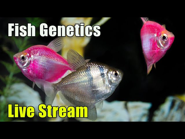 [LIVE]  Why Do Humans Keep Messing With Fish Genetics? Plus Fish Q&A!