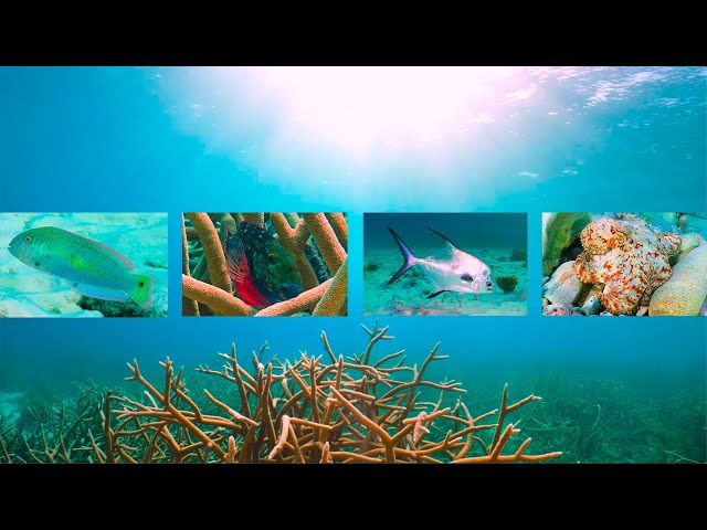 Ocean Conservation Wonder Bonaire's Jeff Davis Memorial ep. 39 | A Diver's Life